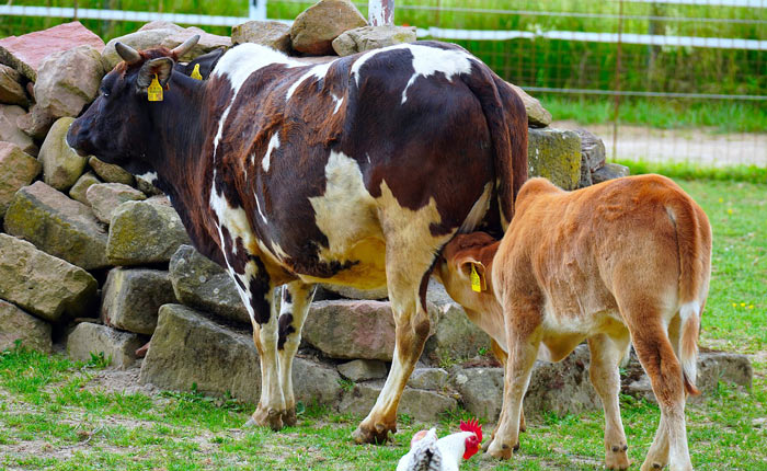 livestock care