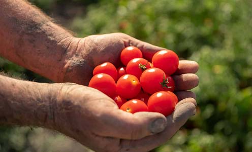 Red Gold Tomatoes